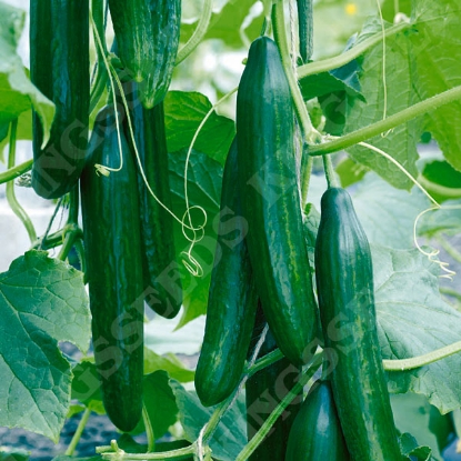 Picture of Cucumber Femspot F1